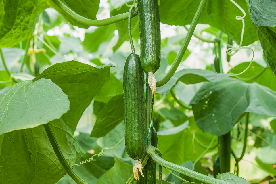 Garden cucumbers growing on the vine