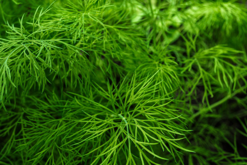 Fresh garden dill