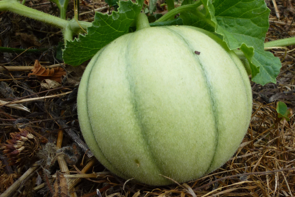 Garden melon growing on the vine