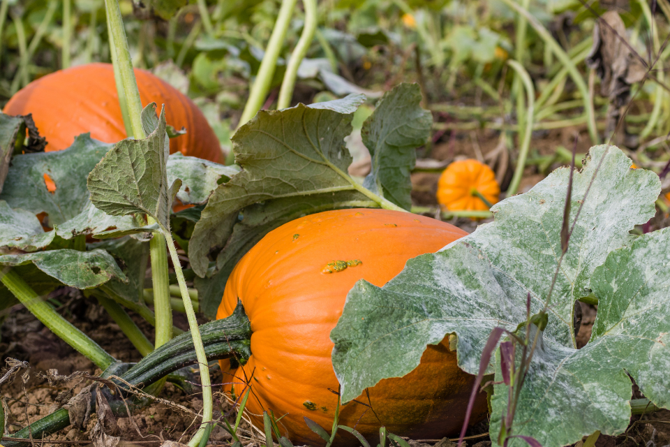 Garden pumpkins on the vine 