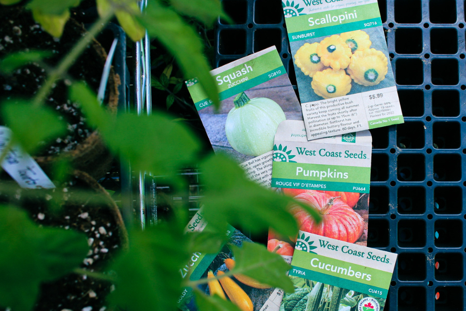 Zucchini, pumpkins and squash seed packets on a tray with leaves overtop