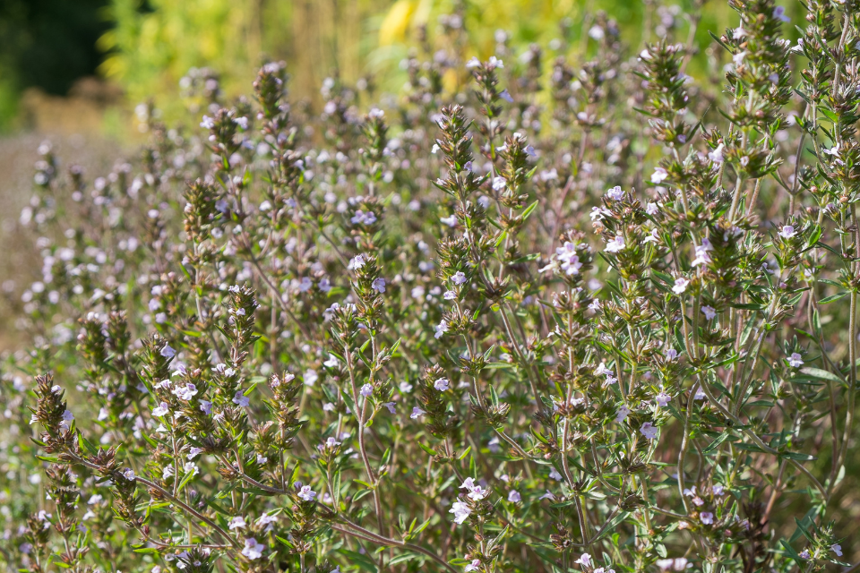 A bush of garden summer savory plant