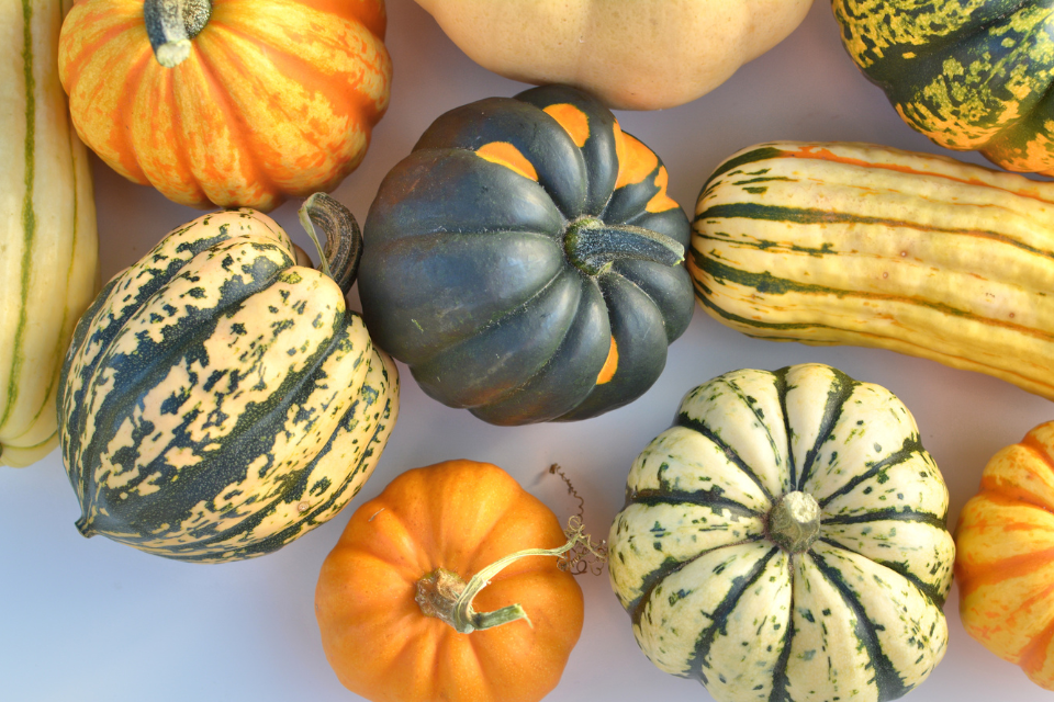 Different varieties of winter squash including butter nut, acrorn and spaghetti