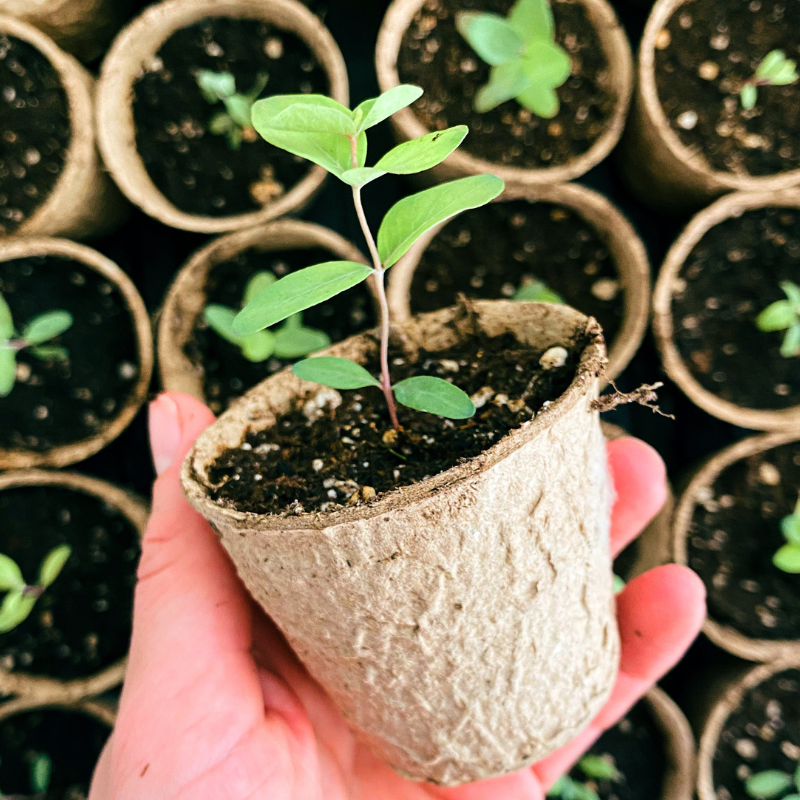 Small silver dollar eucalyptus seedling