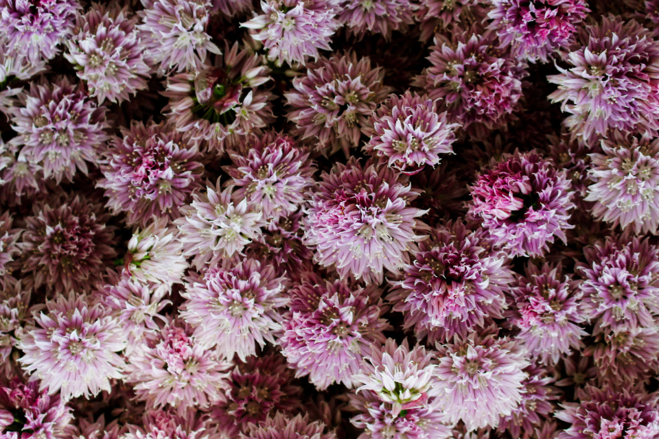 Chive blossoms