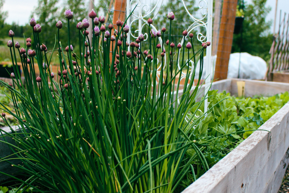 Chives in a raised bed garden