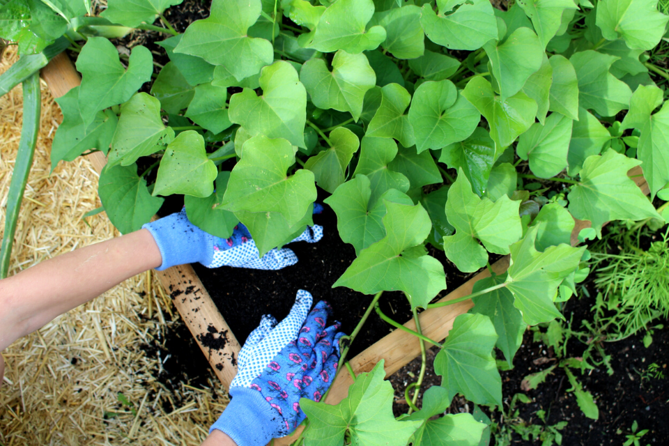 How to top dress your plants with compost