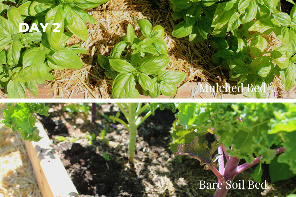 Day 2 gardening experiment using mulch vs. no mulch