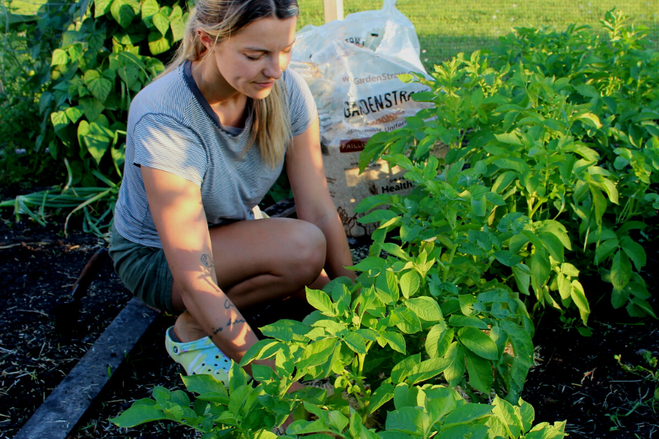 When to apply straw mulch to your garden