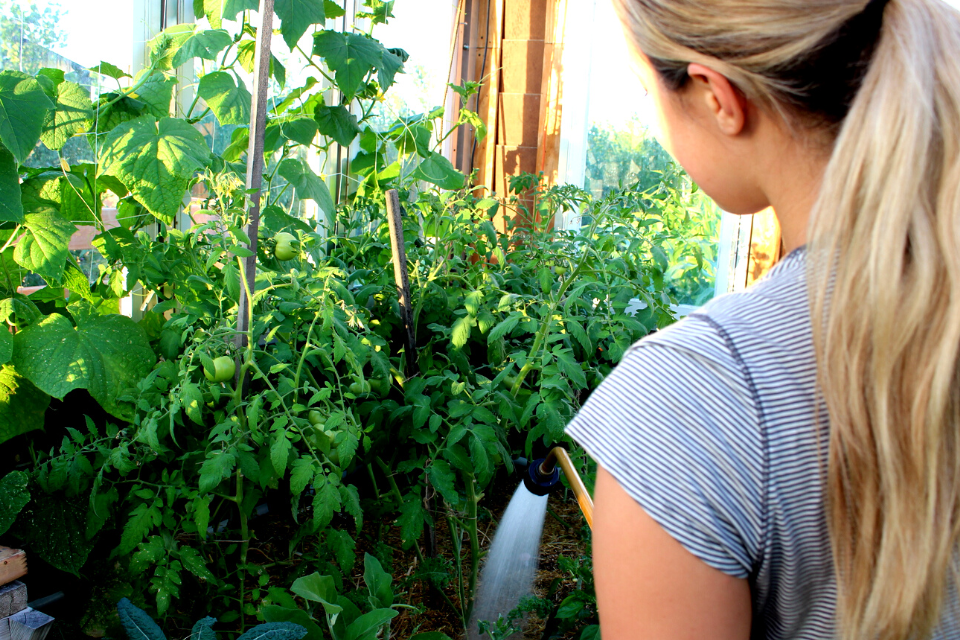How to conserve water in a greenhouse