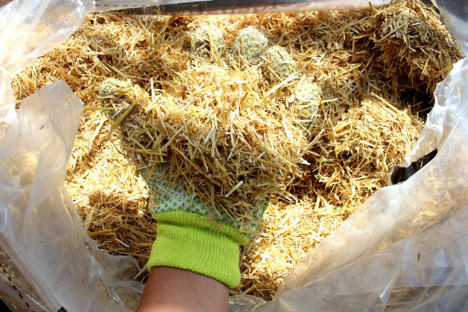 GardenStraw mulch cut to a specific length