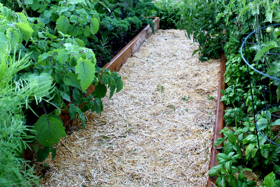 Garden pathways mulched with straw