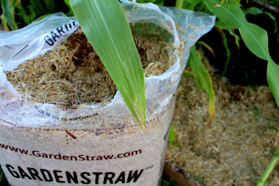 GardenStraw mulch in raised bed