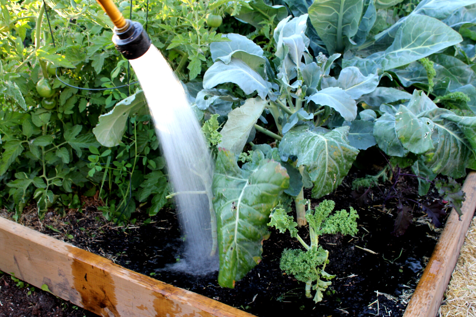Garden hose watering a raised bed
