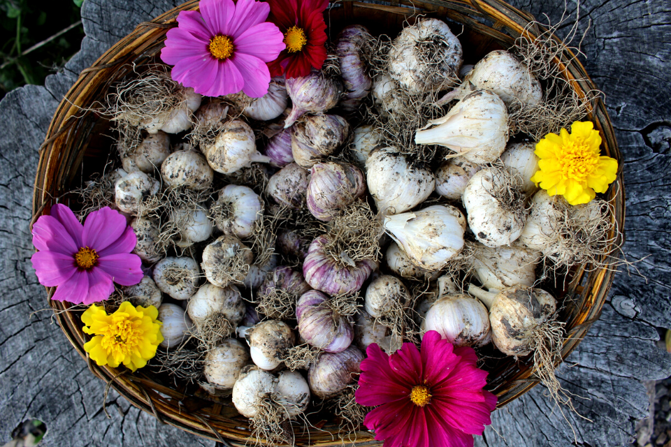 Basket of cured hardneck garlic and flowers