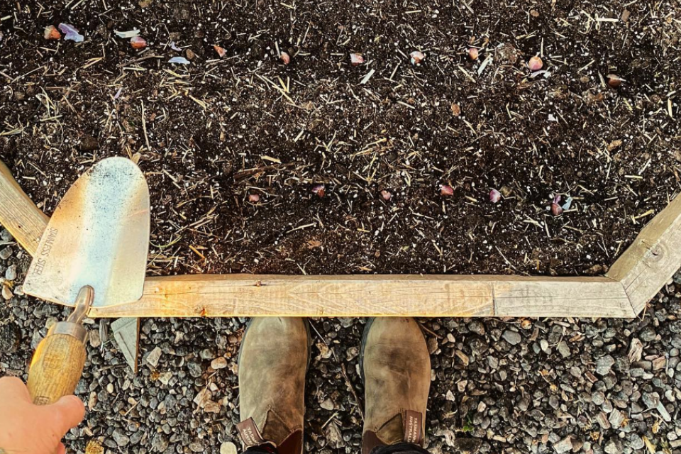 Planting hardneck garlic cloves