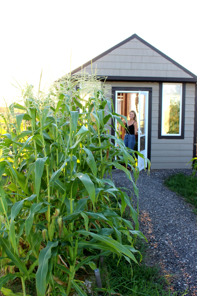 What I'm Planting In My Fall Garden