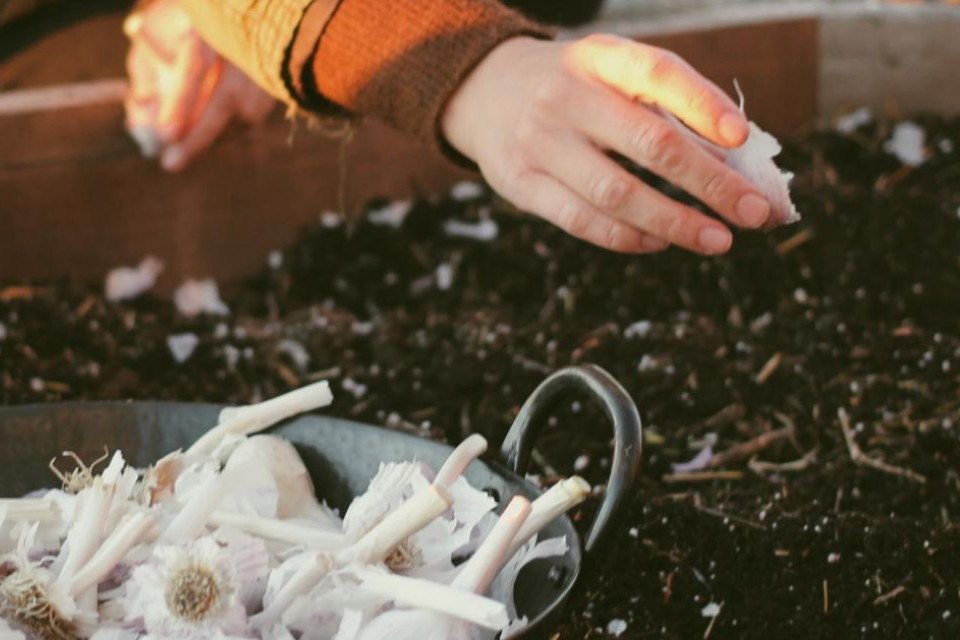 When is the perfect time to plant hardneck garlic