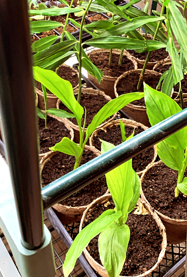 Ginger and turmeric plants growing indoors