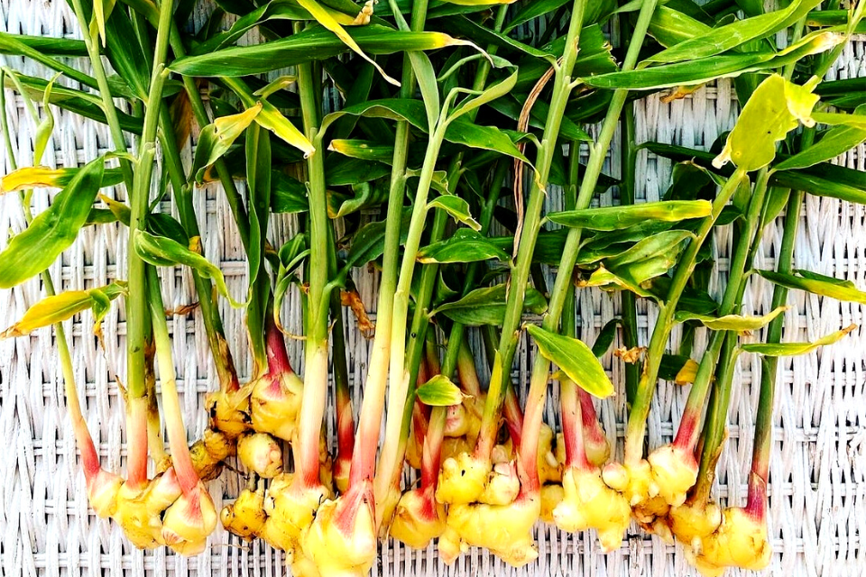 Ginger grown in Canada at home