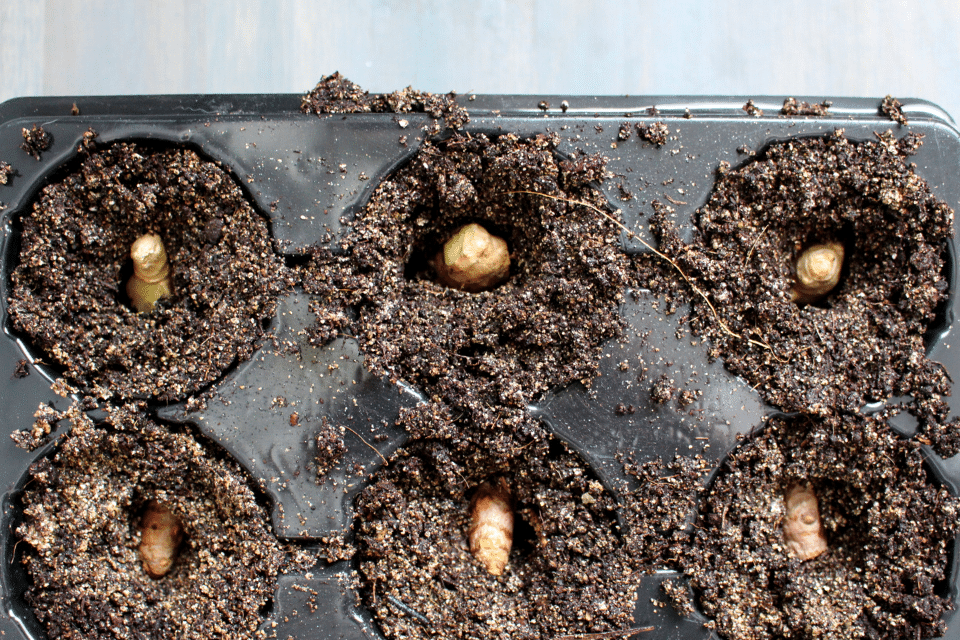 Ginger and turmeric planted