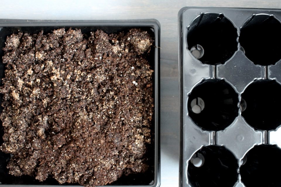 Ginger and turmeric soil mix