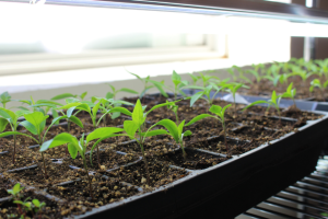 Tray of pepper seedlings under grow light