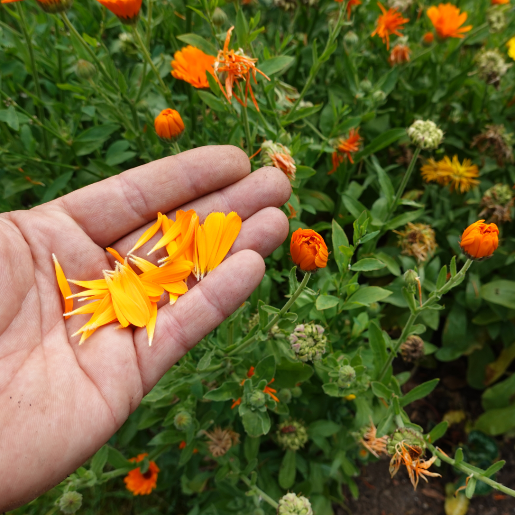 20+ Flowers, Herbs, Veggies That Easily Self Seed In Zone 2-4 - From Soil  to Soul